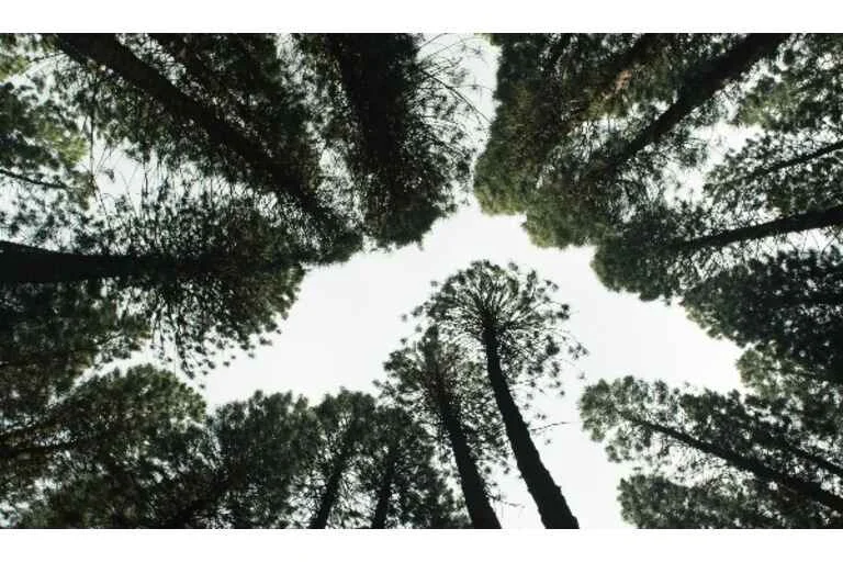 Green trees photographed from below. 