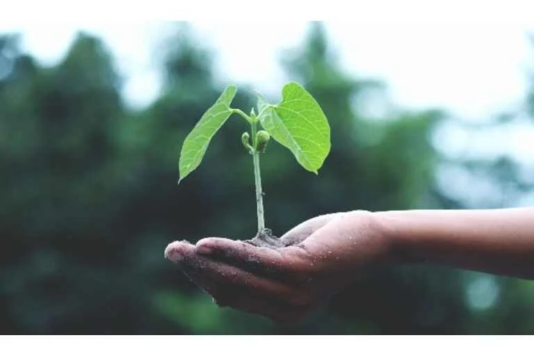 Person holding a green plant