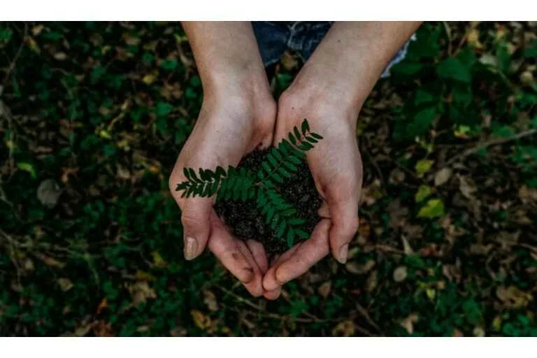 Person holding a green plant in soil.