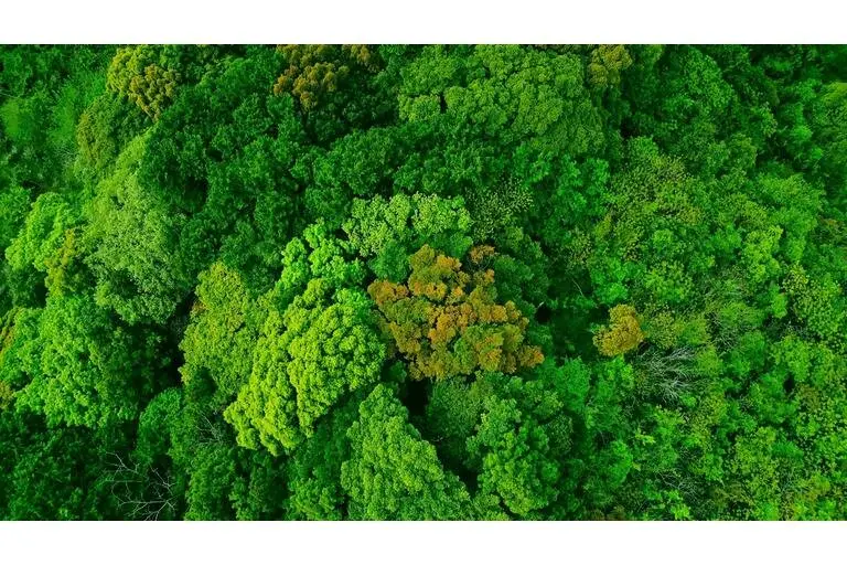 Drone photo looking down onto trees